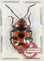 Scutellarinae sp. 58 (5 pcs A2)