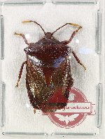 Pentatomidae sp. 56 (A2)