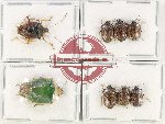 Scientific lot no. 1106 Heteroptera (Pentatomidae) (8 pcs A, A-, A2)