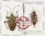 Scientific lot no. 1073 Heteroptera (2 pcs - 1 pc A2)