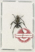 Polyrhachis sp. 1