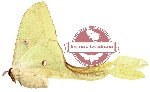 Actias maenas ssp. diana (A2)