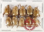 Scientific lot no. 314 Rutelinae (10 pcs)