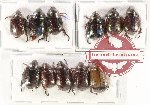 Scientific lot no. 336 Rutelinae (11 pcs A-,A2)