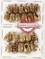 Scientific lot no. 324 Rutelinae (20 pcs)