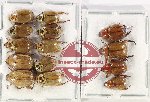 Scientific lot no. 318 Rutelinae (14 pcs)