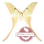 Actias rhodopneuma (AA-)