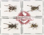 Scientific lot no. 125 Cleridae (4 pcs)