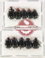 Scientific lot no. 495 Chrysomelidae (10 pcs)