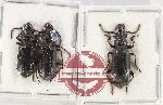 Scientific lot no. 12 Paussidae (3 pcs - 1 pc A2)