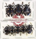 Scientific lot no. 88 Endomychidae (8 pcs)