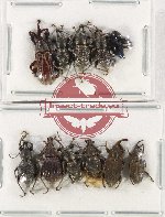 Scientific lot no. 742 Curculionidae (11 pcs)