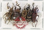 Scientific lot no. 767 Curculionidae (5 pcs)