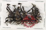 Scientific lot no. 774 Curculionidae (5 pcs A2)