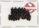 Scientific lot no. 745 Curculionidae (15 pcs)