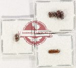 Scientific lot no. 165 Scolytidae (7 pcs)