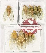 Scientific lot no. 20 Cicadidae (10 pcs A-, A2)