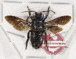 Megachile sp. 17 (A-)