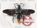 Scoliidae sp. 67