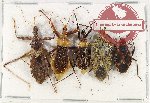 Scientific lot no. 1081 Heteroptera (5 pcs A, A2)