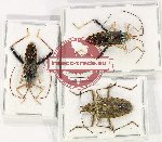 Scientific lot no. 1078 Heteroptera (3 pcs)