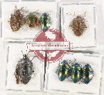 Scientific lot no. 1115 Heteroptera (8 pcs A-, A2)