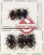 Scientific lot no. 413 Tenebrionidae (6 pcs - 3 pcs A2)