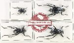 Scientific lot no. 417 Tenebrionidae (4 pcs)