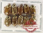 Scientific lot no. 315 Rutelinae (10 pcs)
