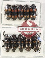 Scientific lot no. 149 Erotylidae (10 pcs)