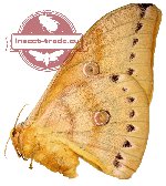 Antheraea imperator (A2)