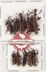 Scientific lot no. 120 Brenthidae (10 pcs)