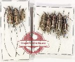 Scientific lot no. 144 Anthribidae (8 pcs - 4 pcs A2)