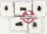 Scientific lot no. 749 Coprophaga (9 pcs - 2 pcs A2)