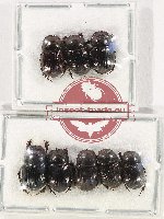 Scientific lot no. 750 Coprophaga (8 pcs)