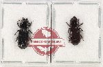 Scientific lot no. 152 Passalidae (2 pcs - 1 pc A2)