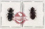 Scientific lot no. 152 Passalidae (2 pcs - 1 pc A2)