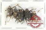 Scientific lot no. 766 Curculionidae (5 pcs A-, A2)