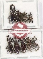 Scientific lot no. 744 Curculionidae (10 pcs)