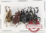 Scientific lot no. 772 Curculionidae (5 pcs)