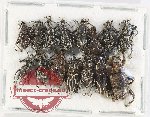 Scientific lot no. 740 Curculionidae (15 pcs)