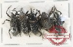 Scientific lot no. 764 Curculionidae (5 pcs A2)