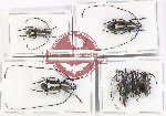 Scientific lot no. 152 Anthribidae (6 pcs)