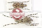 Scientific lot no. 149 Anthribidae (1 pair - m A1 f A-)