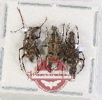 Scientific lot no. 154 Anthribidae (3 pcs)