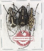 Scientific lot no. 153 Anthribidae (3 pcs A2)