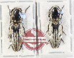 Scientific lot no. 166 Elateridae (2 pcs)