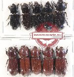 Scientific lot no. 154 Passalidae (10 pcs)