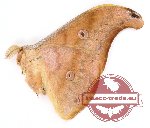 Antheraea jana (yellow)