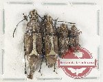 Scientific lot no. 150 Anthribidae (4 pcs)